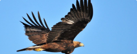 Experiences National Eagle Center
