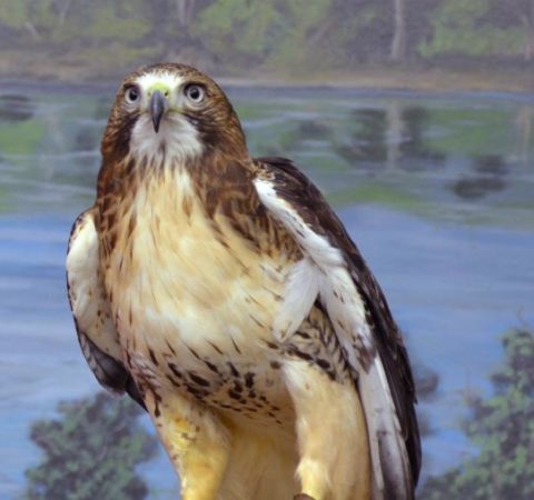 Meet Our Eagle Ambassadors | National Eagle Center