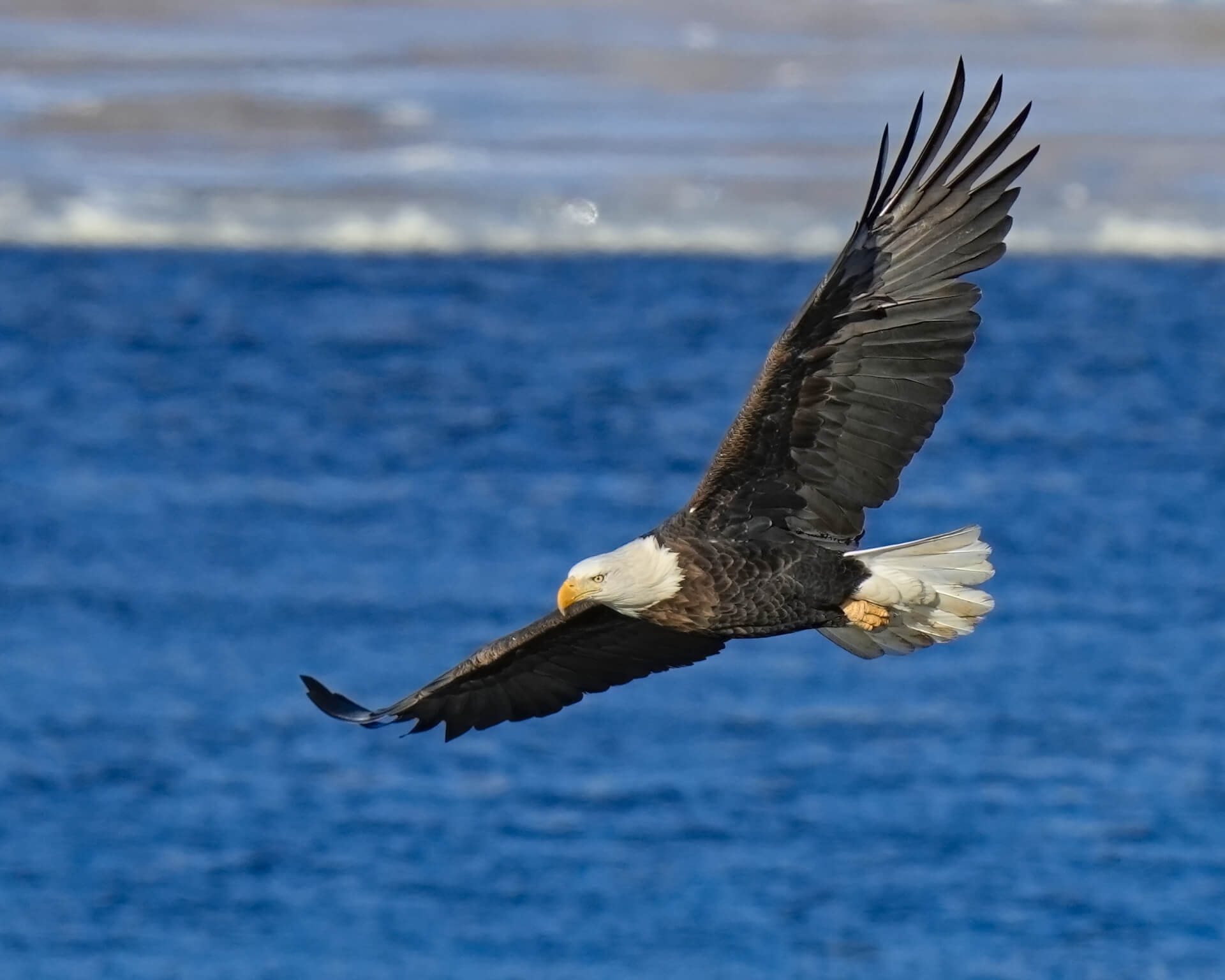 Eagle Glossary National Eagle Center Eagle Glossary National Eagle Center