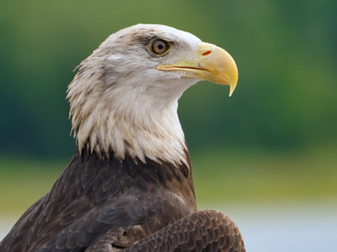 Bald Eagle Day National Eagle Center