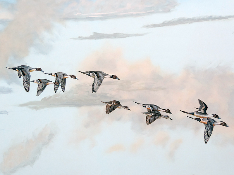 Masters_Pintails Eagle on Road