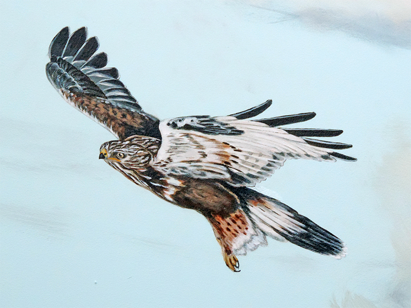 Masters_RoughLeggedHawk Eagle on Road