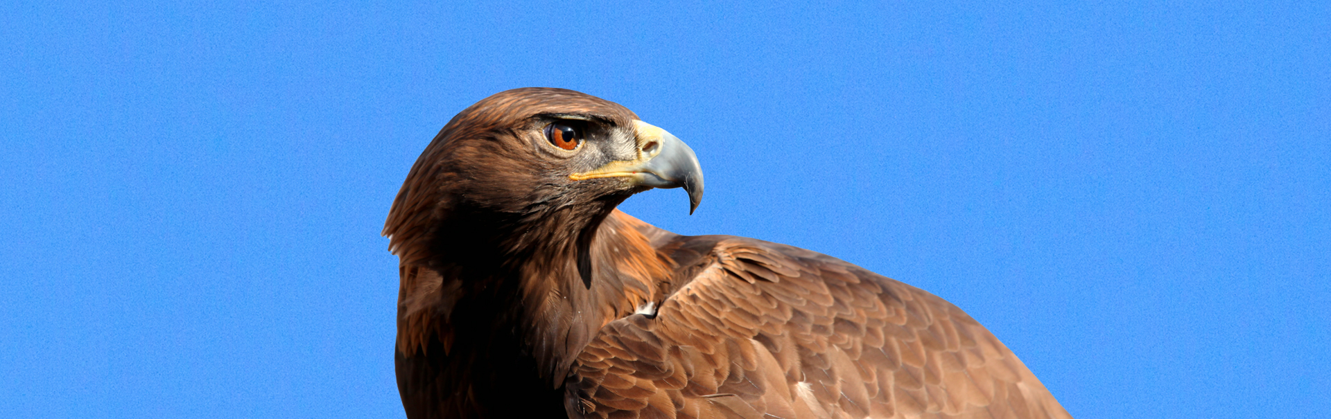Golden Eagle Survey Routes National Eagle Center
