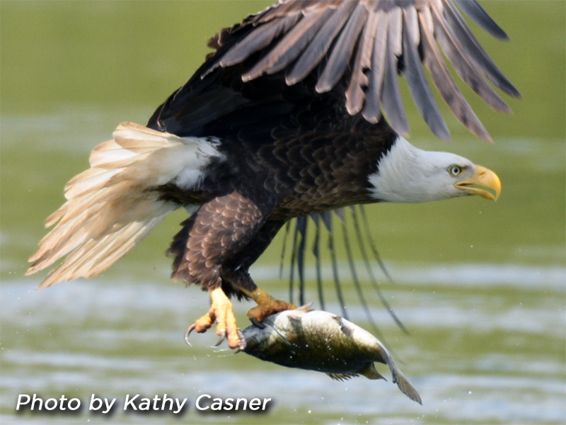 web_EaglewithFish_KathyCasner